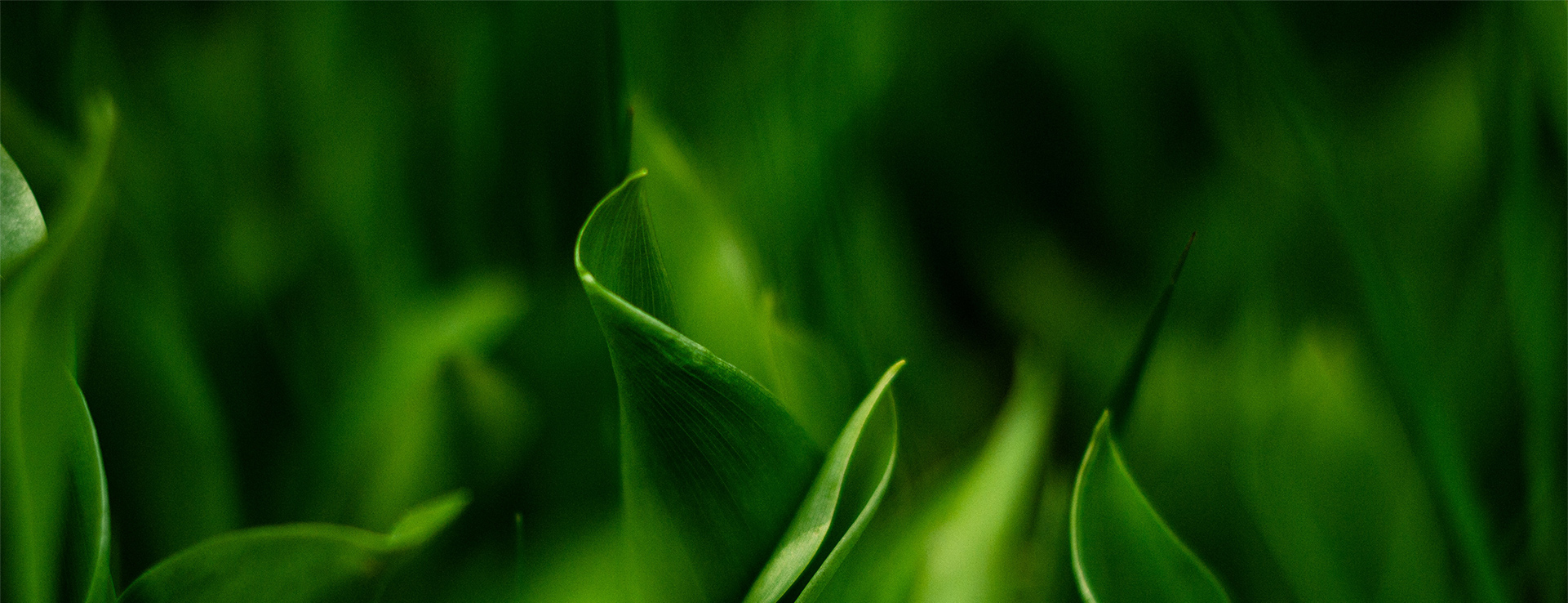 PhD position in Experimental Botany at the Faculty of Science