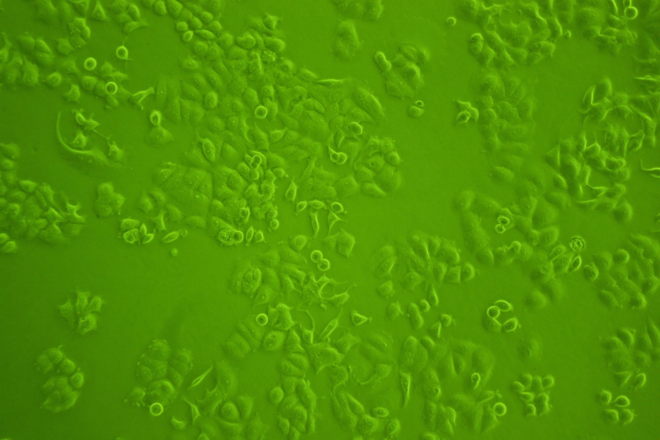 PhD student position in brassinosteroid transport  