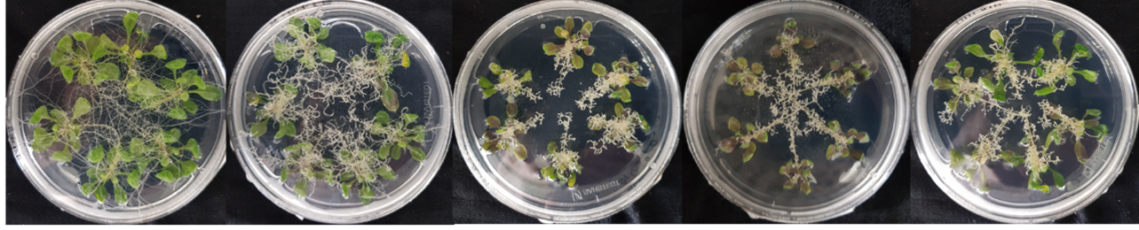 PhD position in Experimental Botany at the Faculty of Science