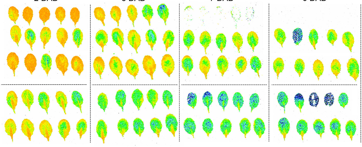 Plant hormones help protect photosynthesis during prolonged periods of darkness