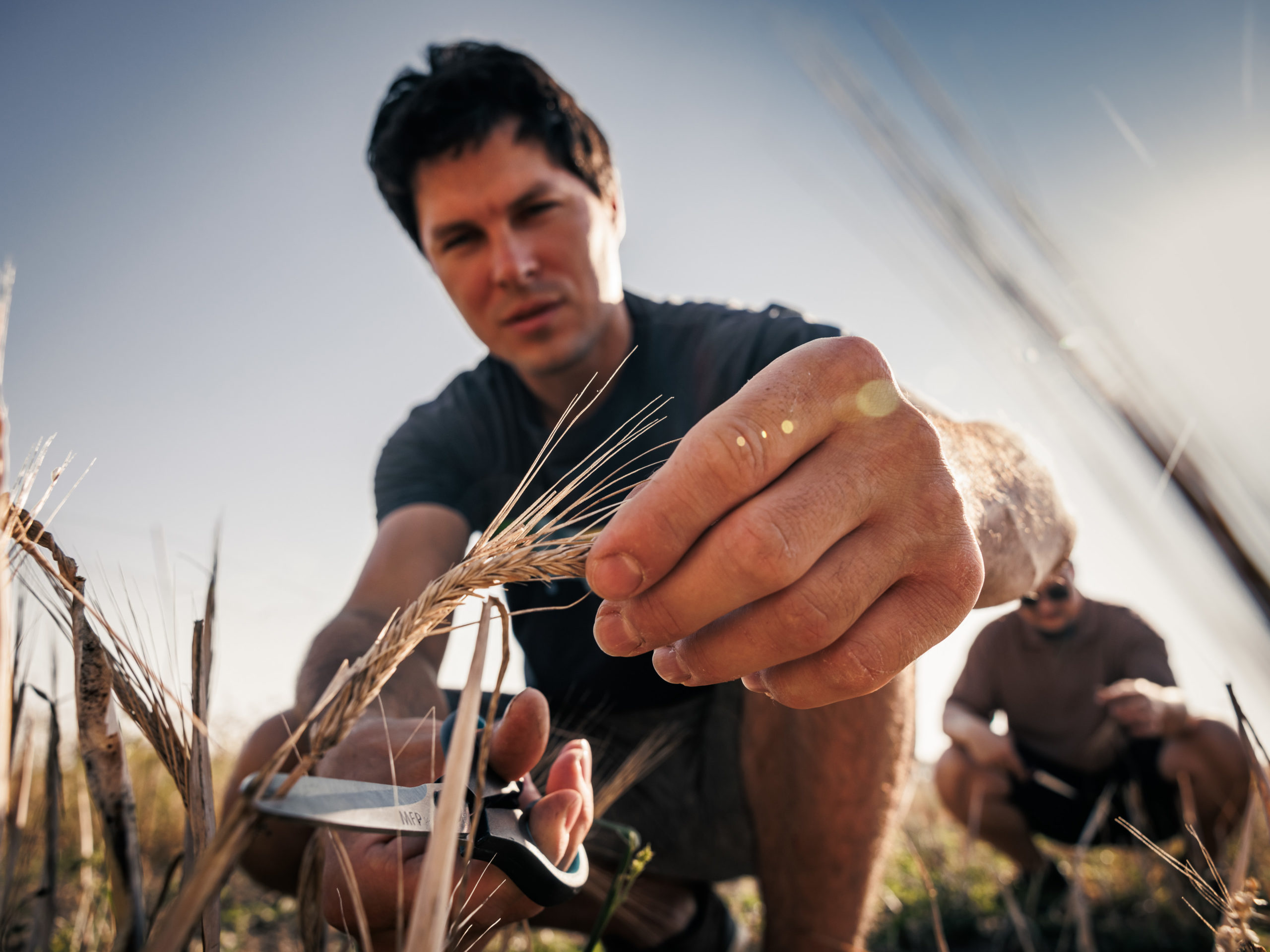 Olomouc scientists have developed modified barley using gene editing, which they are now testing in the field
